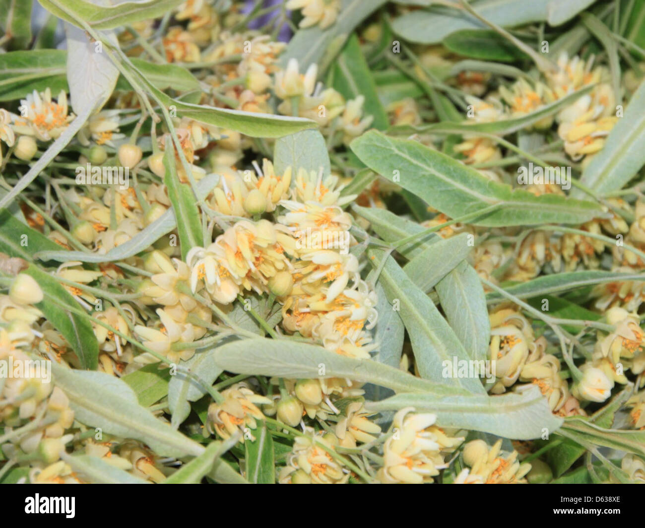 62231 hires stock photography and images Alamy