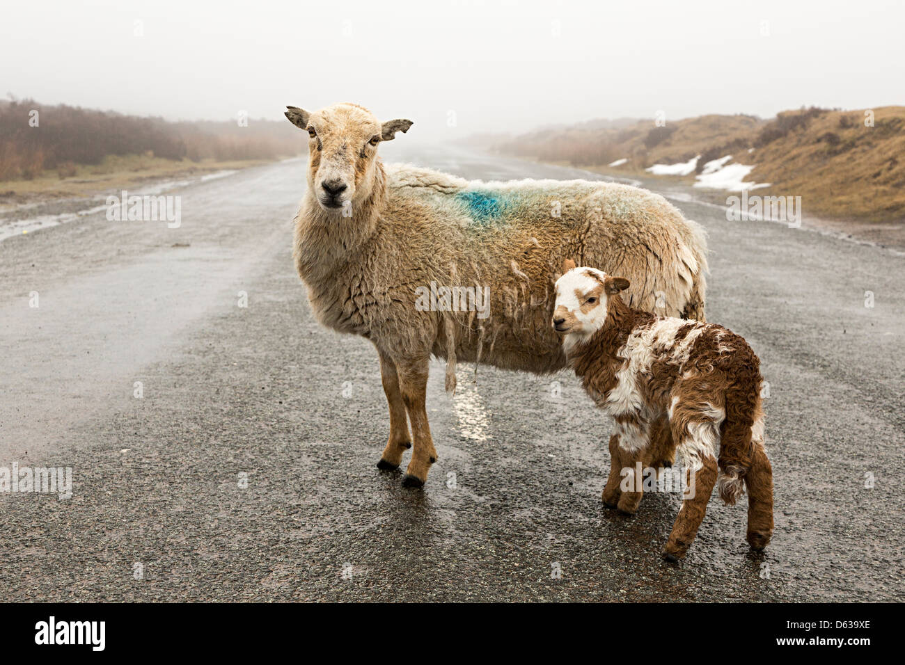 Sheep and lamb on remote mountain road, Pwll Du, Wales, UK Stock Photo