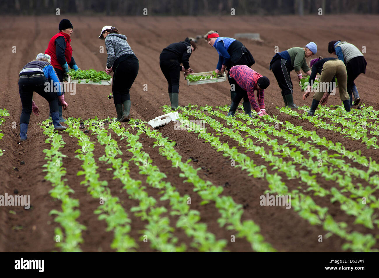 Farmers people Seasonal workers planting Chinese cabbage Czech Republic spring works Stock Photo