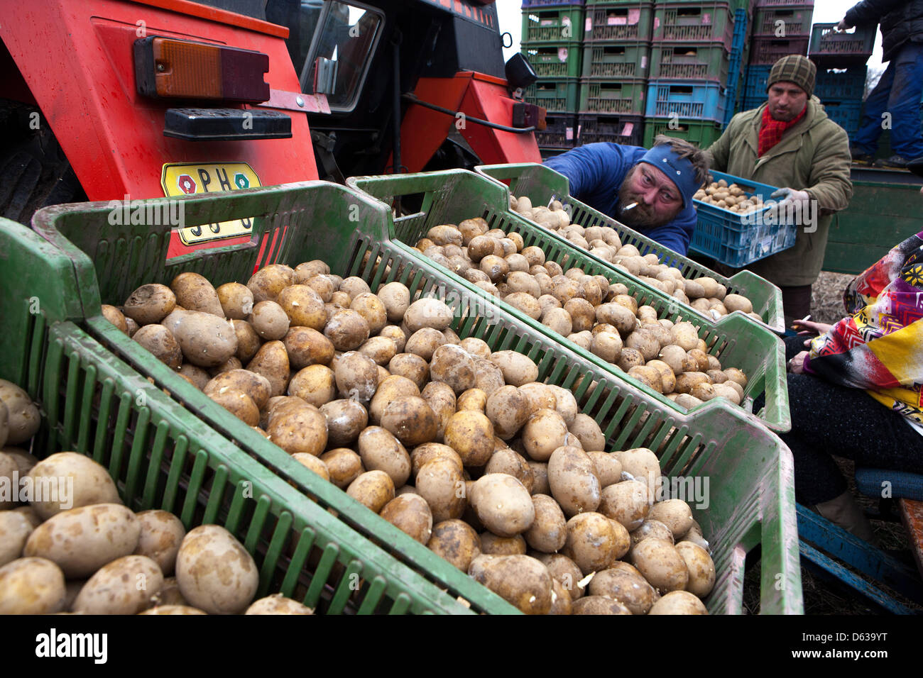 Spring planting potatoes, Farmers with potatoes in boxes Stock Photo