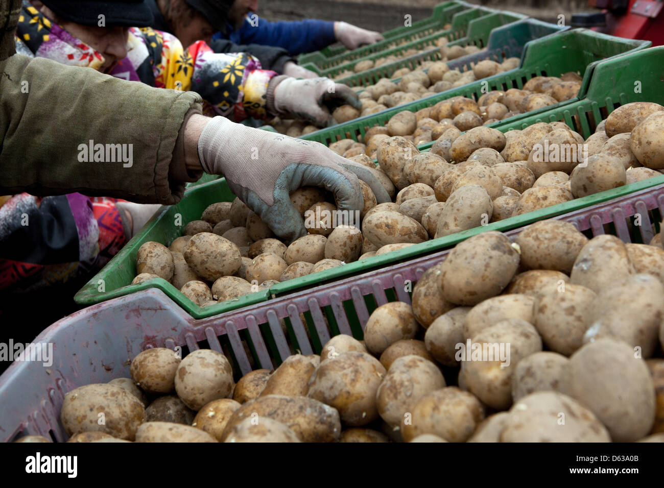 Spring planting potatoes, Farmers with potatoes in boxes Stock Photo