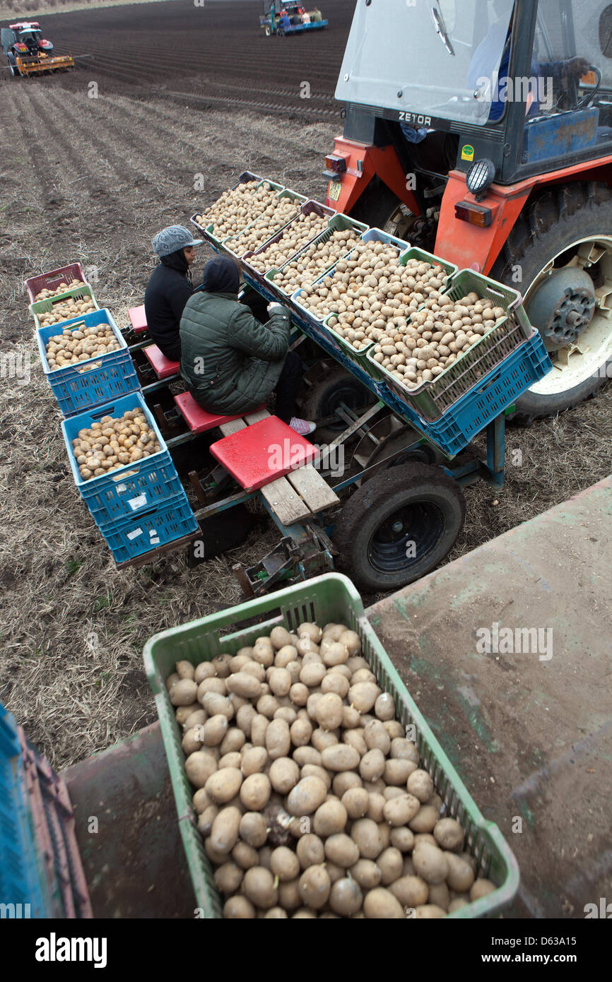 Spring planting potatoes, potatoes in crates Stock Photo