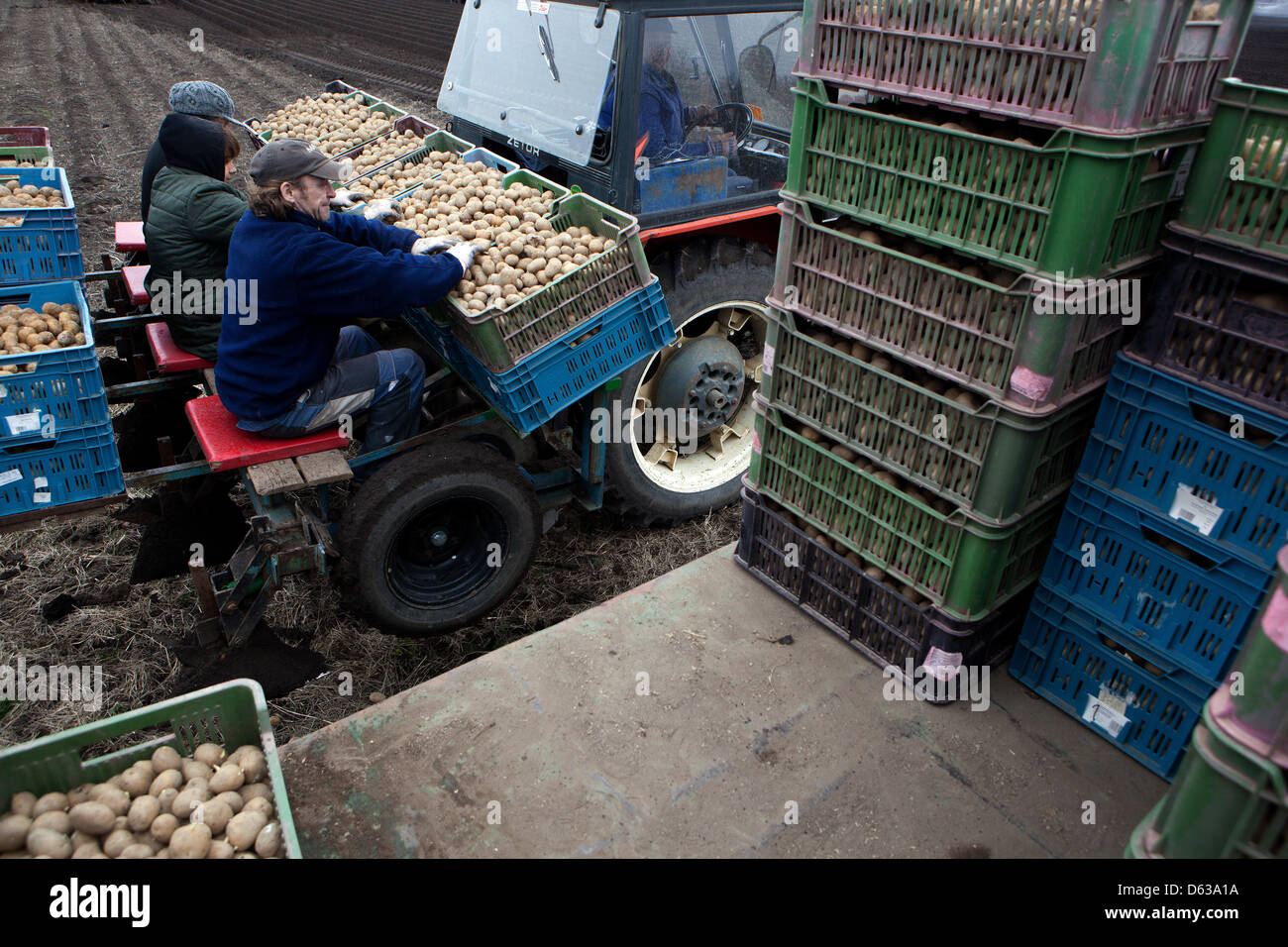 Spring planting potatoes, Farmers with potatoes in boxes Czech Republic farmer Stock Photo