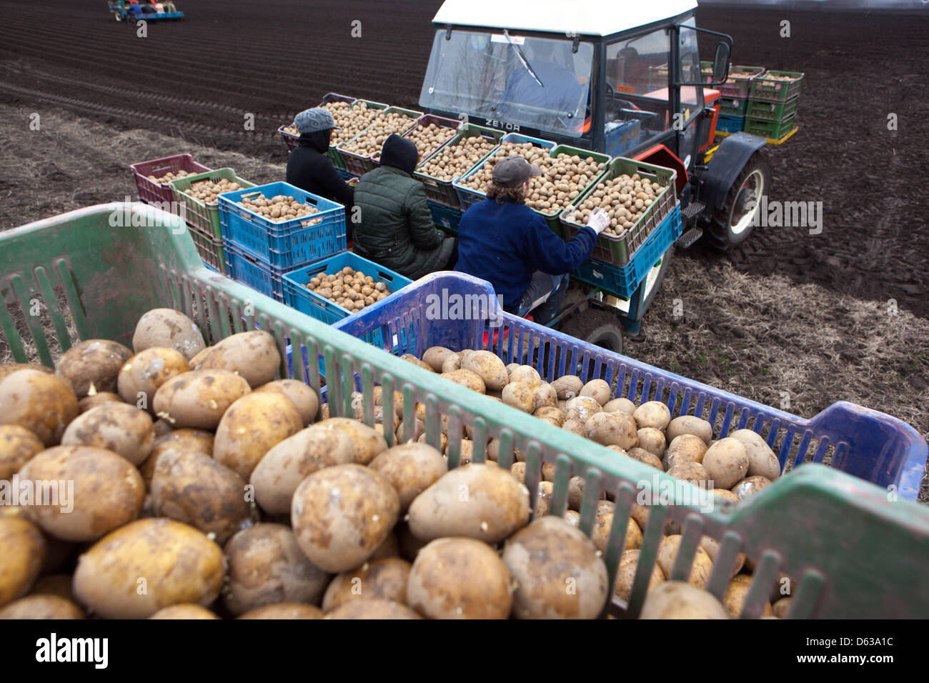Spring planting potatoes, Tractor farmers with potatoes in boxes Czech Republic Stock Photo
