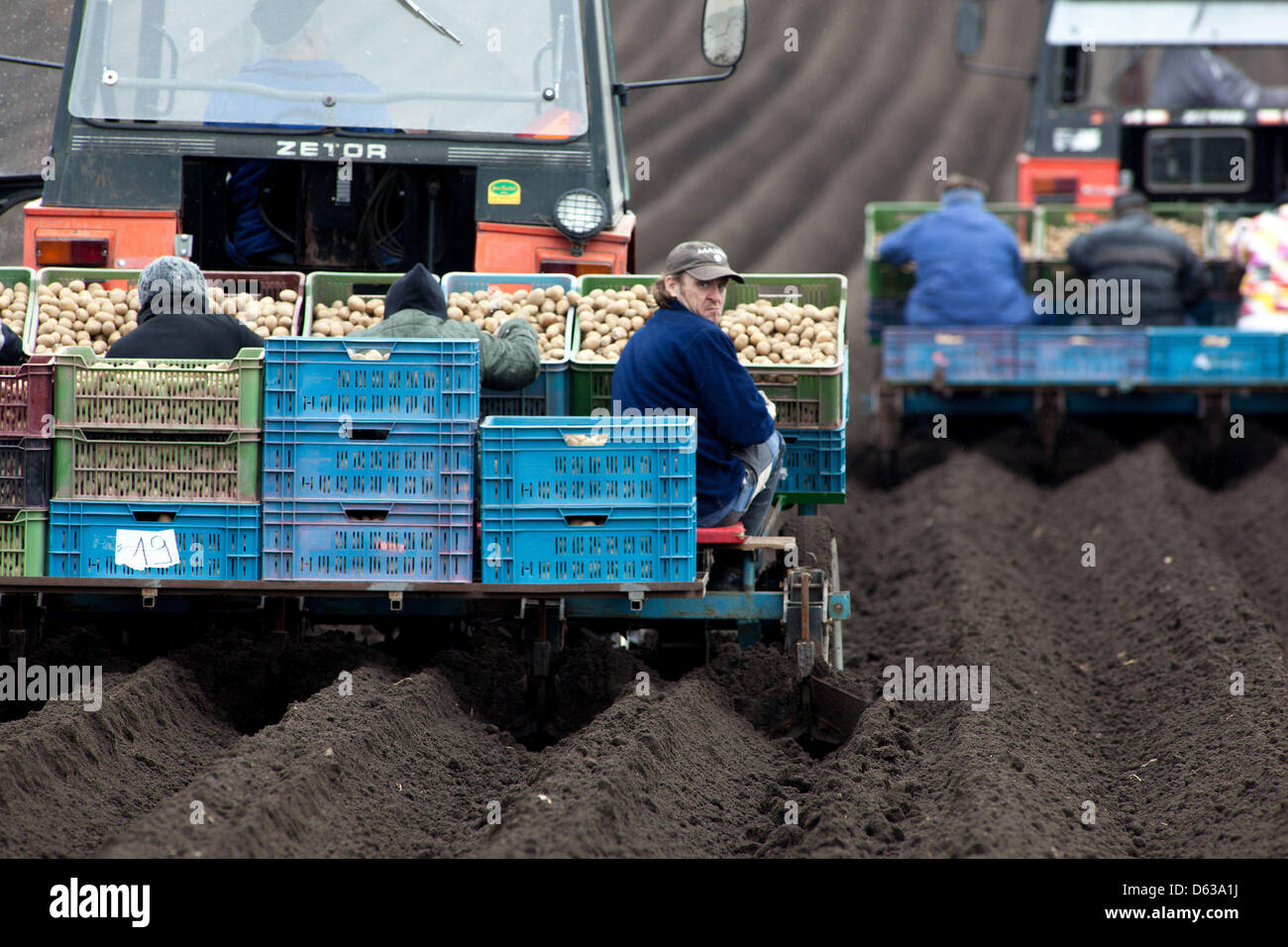 Spring planting potatoes in rows, Tractor farmers, Czech Republic Stock Photo