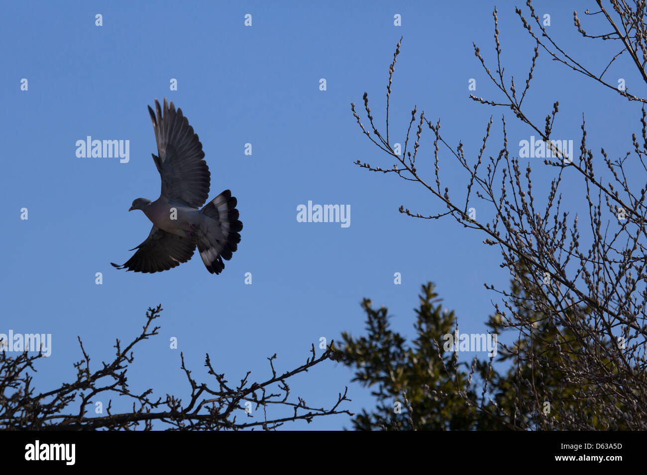 pigeon flying against clear blue sky landing on tree branch Stock Photo