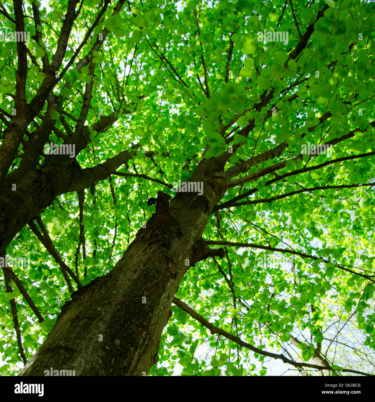 Sunlight in the green forest Stock Photo - Alamy