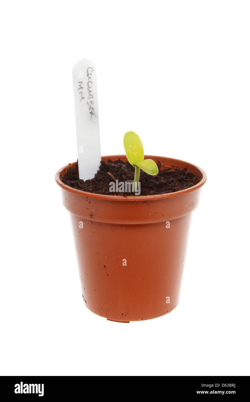 Newly germinated cucumber seedling in a pot with a plant label isolated against white Stock Photo