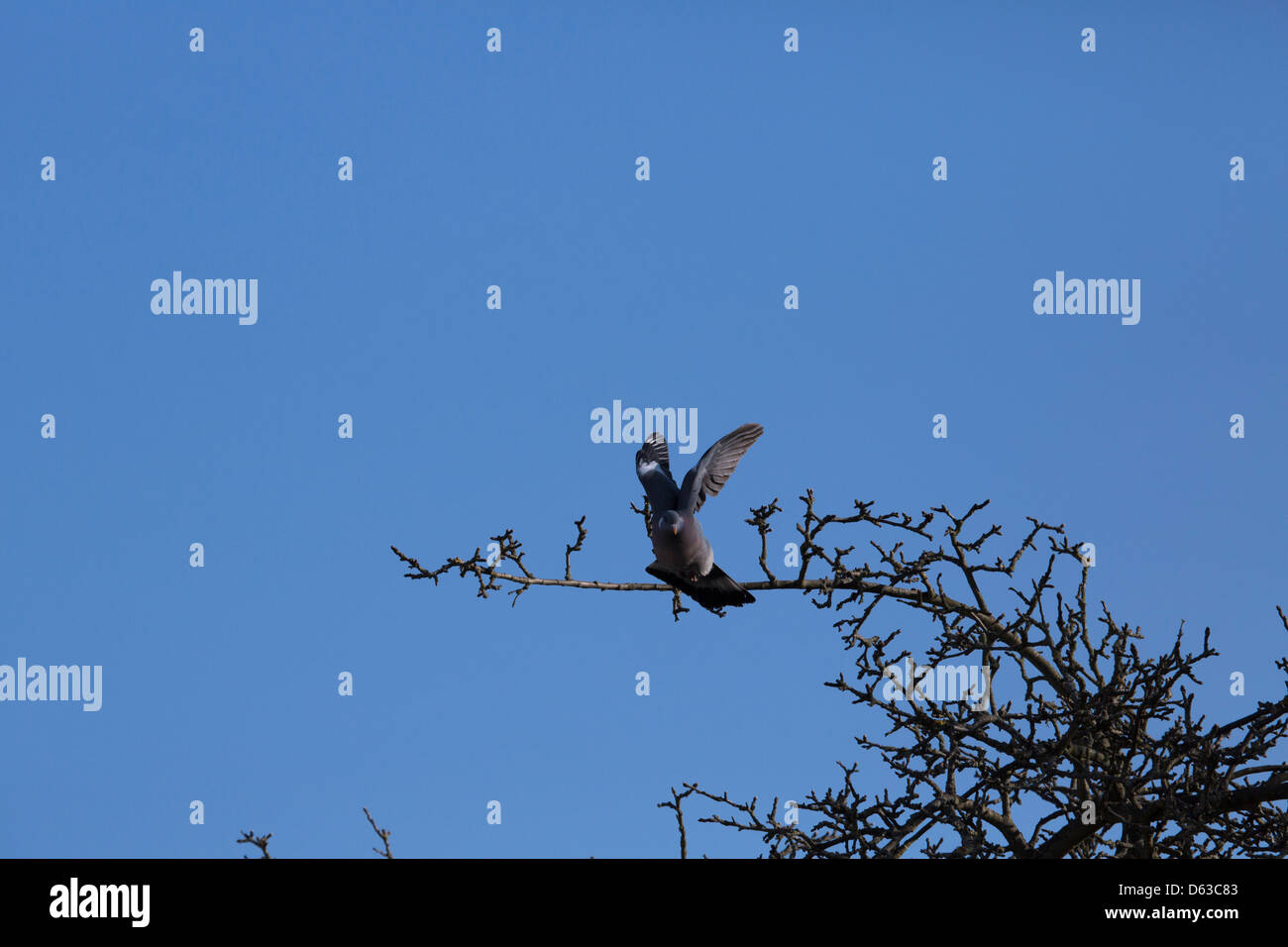 pigeon flying against clear blue sky landing on tree branch Stock Photo