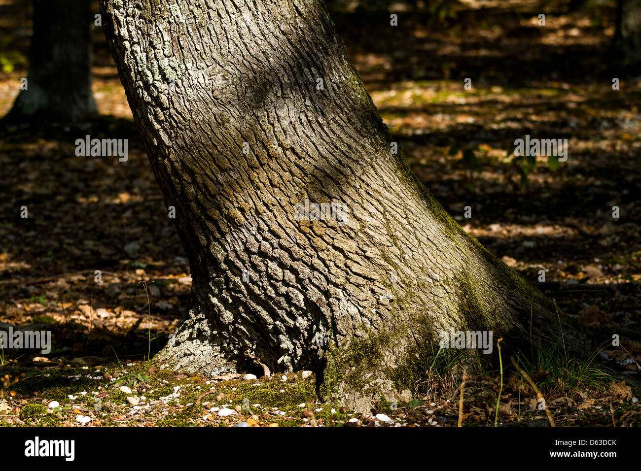 Oak tree bole hi-res stock photography and images - Alamy