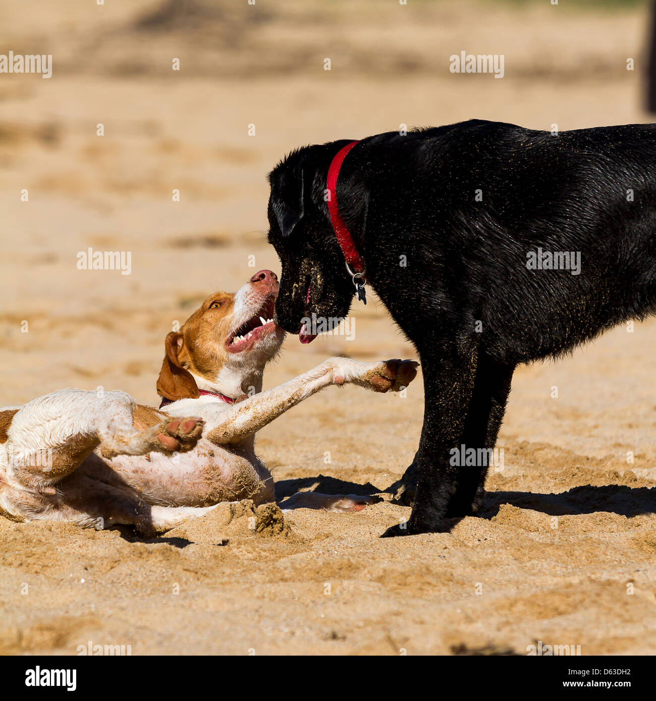 Dogs playing in the sand Stock Photo Alamy