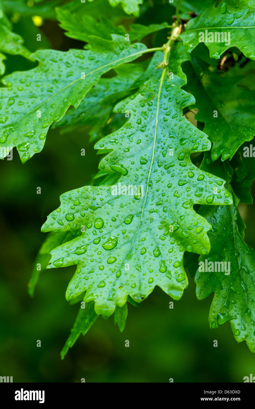 Green oak leaf with drops (Quercus robur Stock Photo - Alamy