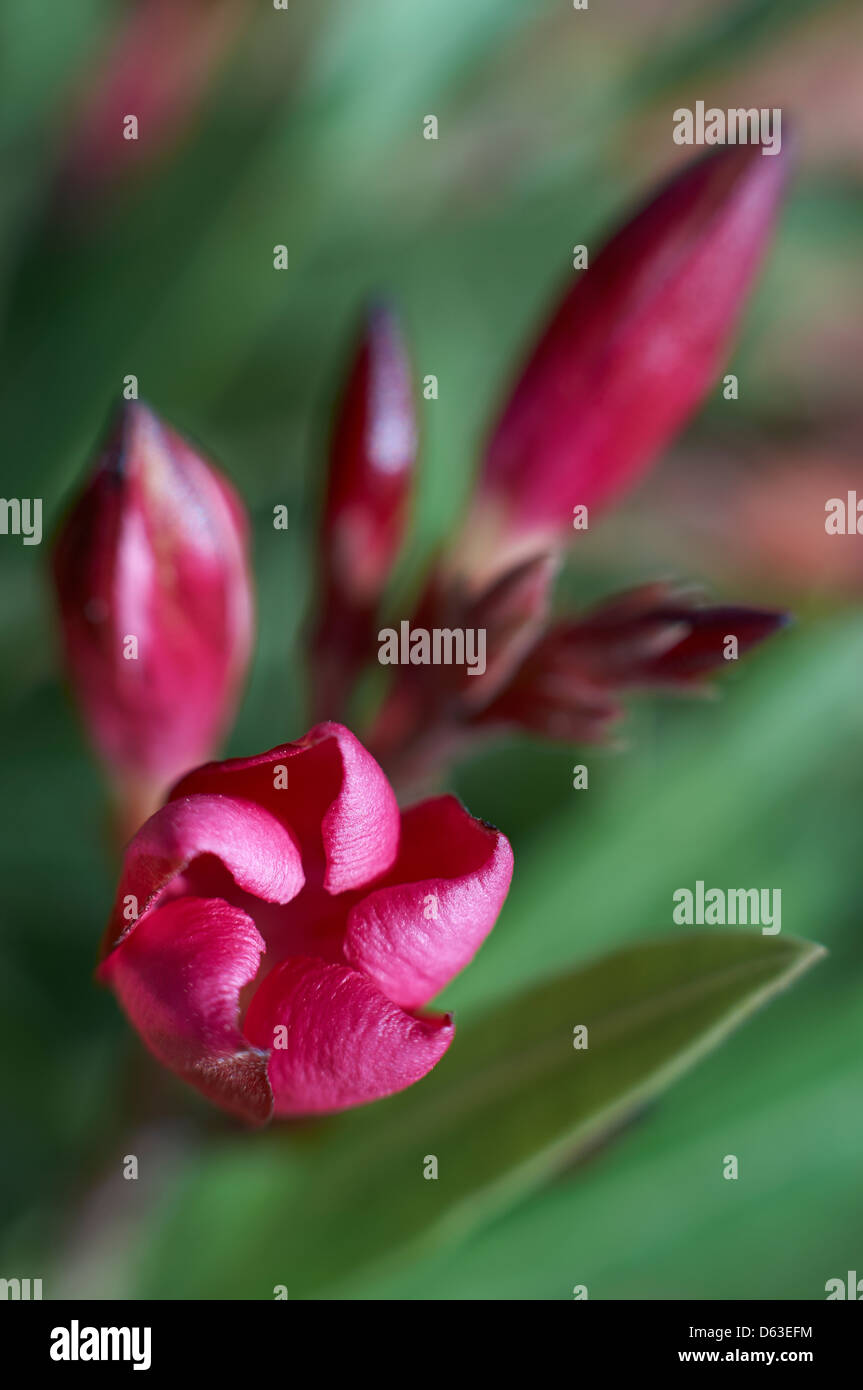 Open and closed flower hires stock photography and images Alamy