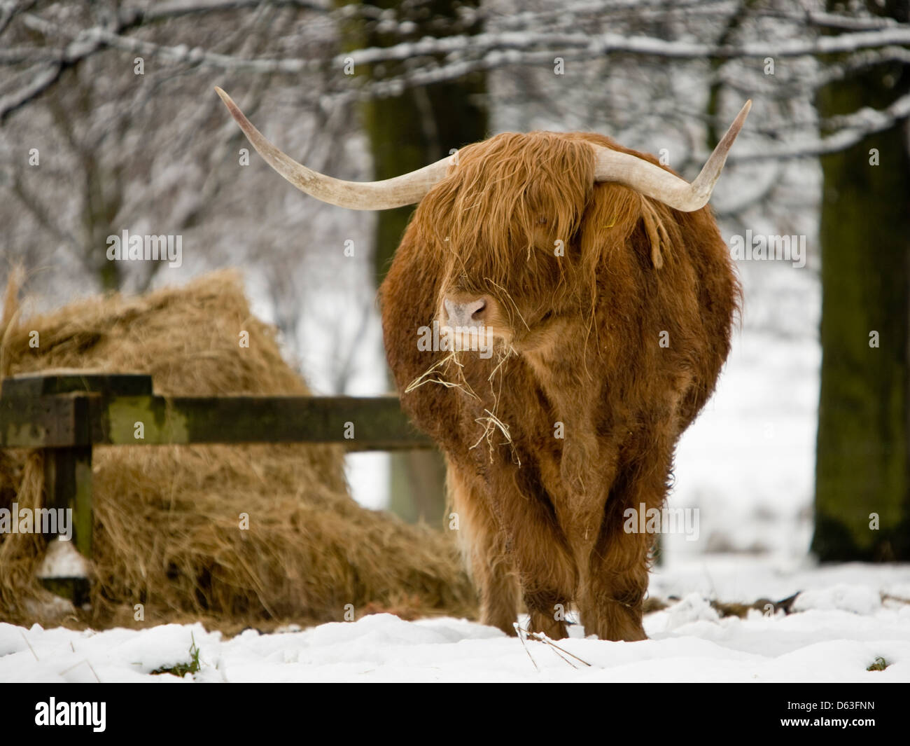 kyloe,Highland cattle feeding on grass in winter with snow,front view Stock Photo