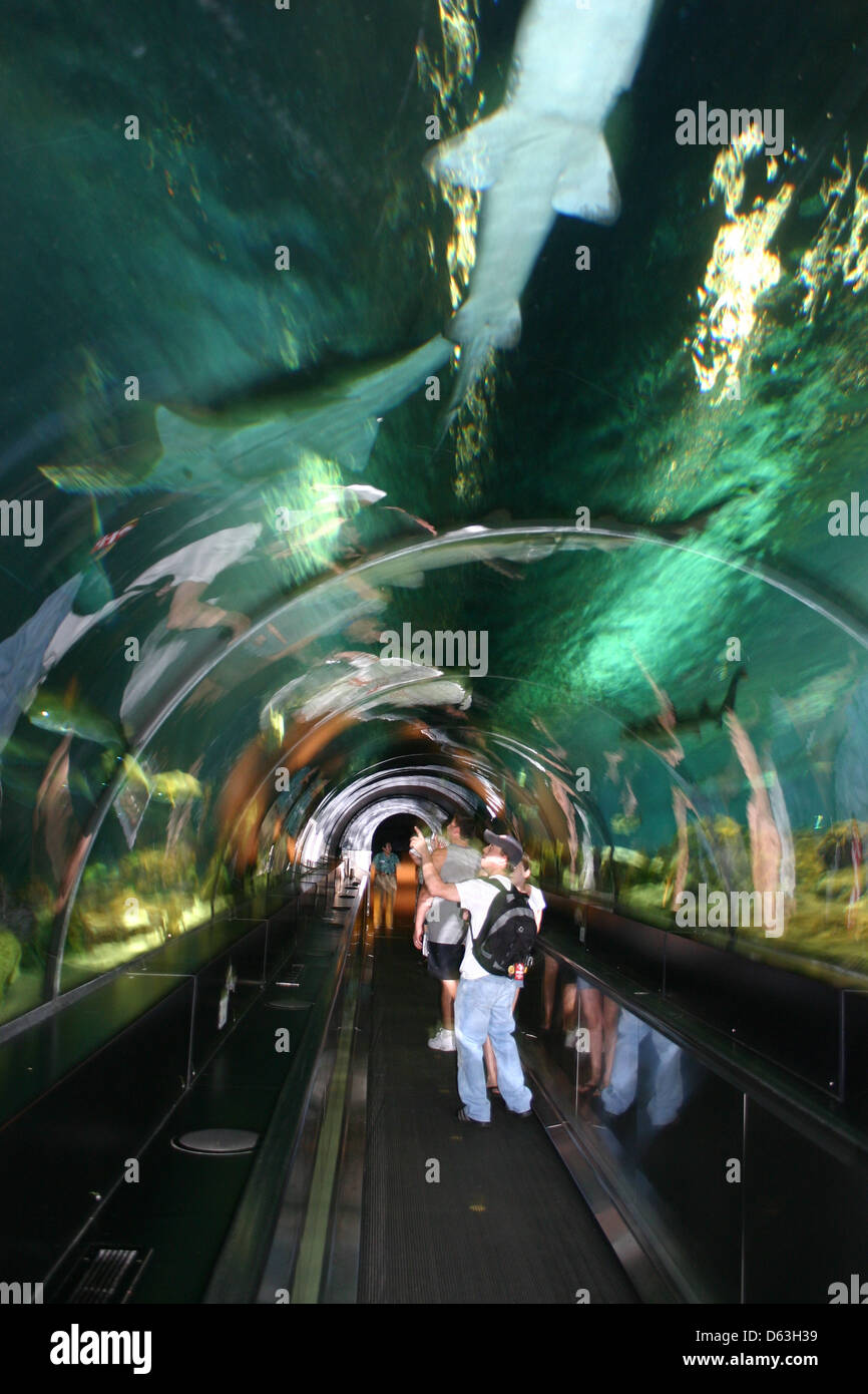 Underwater walkway in the aquarium at Sea world in Orlando, Florida