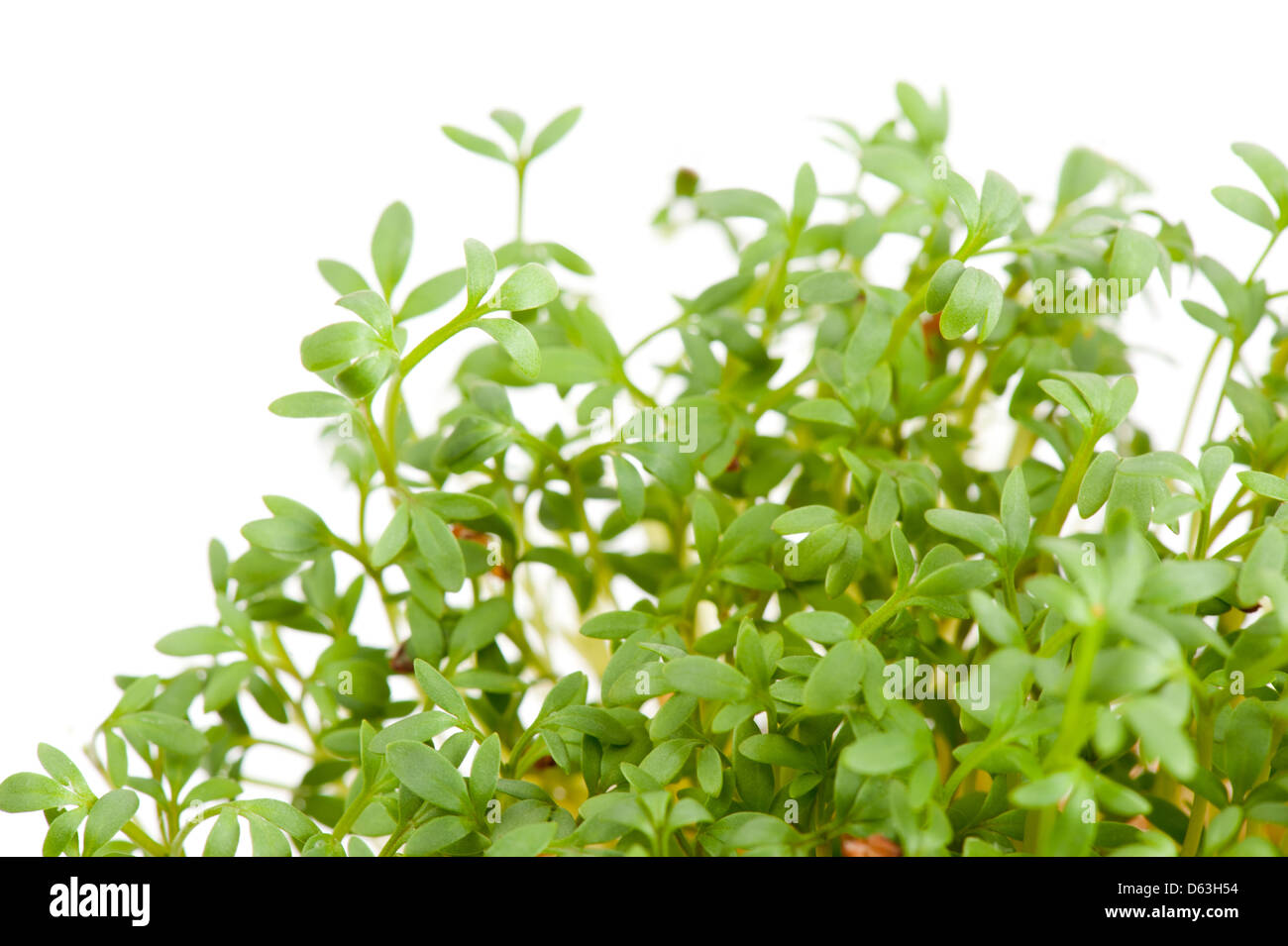 Lepidium sativum or cress sprouts grow on white Stock Photo