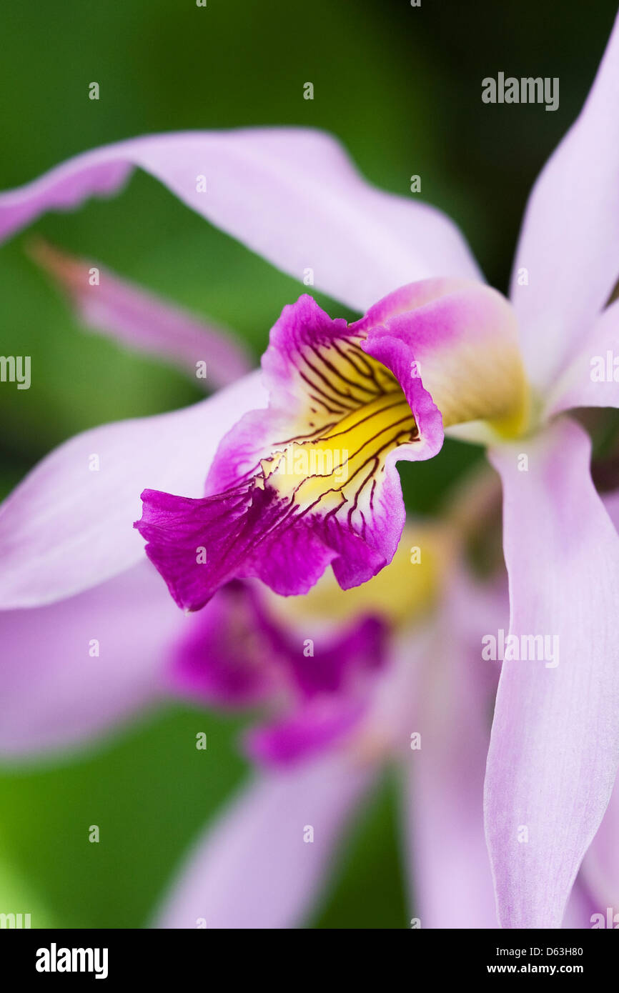 Laelia anceps. Close up of an Orchid flower. Stock Photo