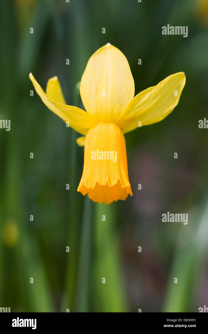 Narcissus cyclamineus 'Jetfire' in an English garden. Stock Photo