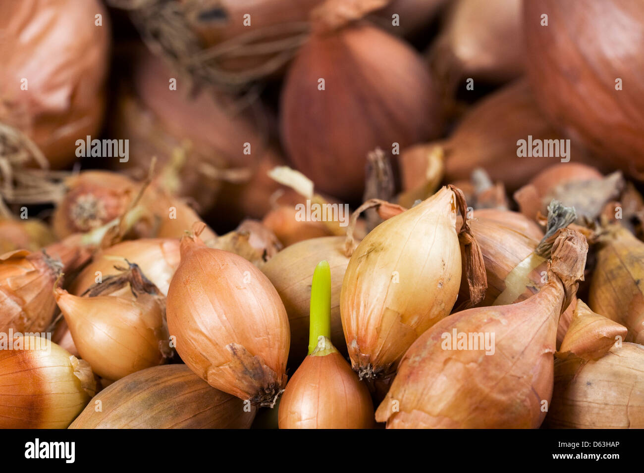Onion and Shallot bulbs waiting to be planted. Stock Photo