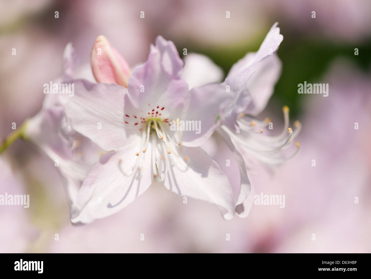 Stem of pink Rhododendron called Azalea flowers Stock Photo Alamy