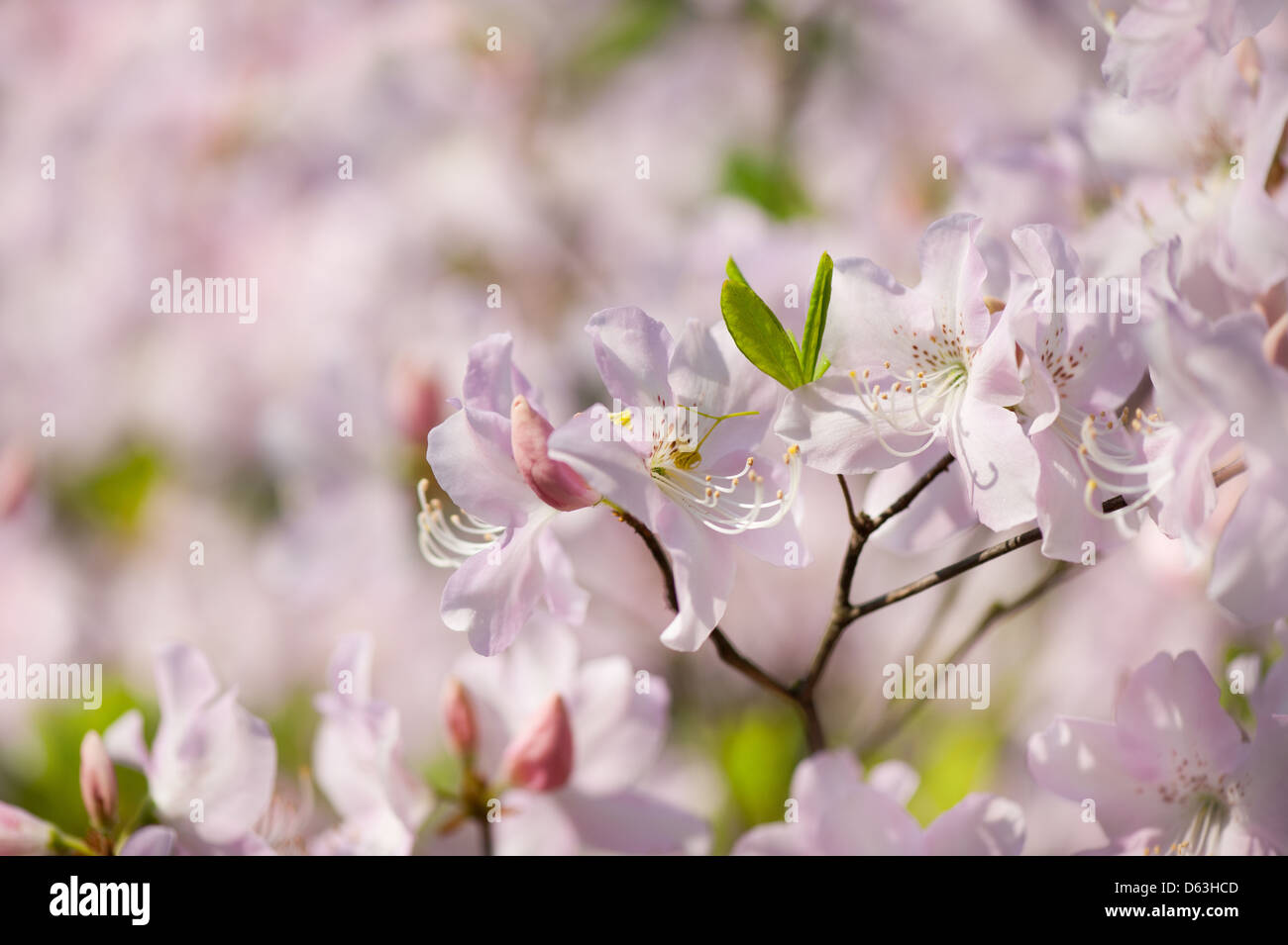 Stem of pink Rhododendron called Azalea flowers Stock Photo Alamy