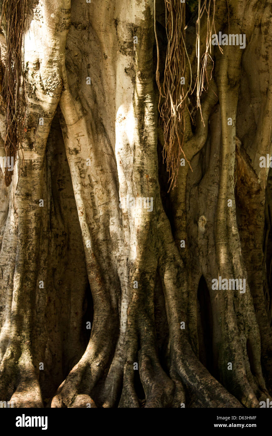 a banyan tree Stock Photo Alamy