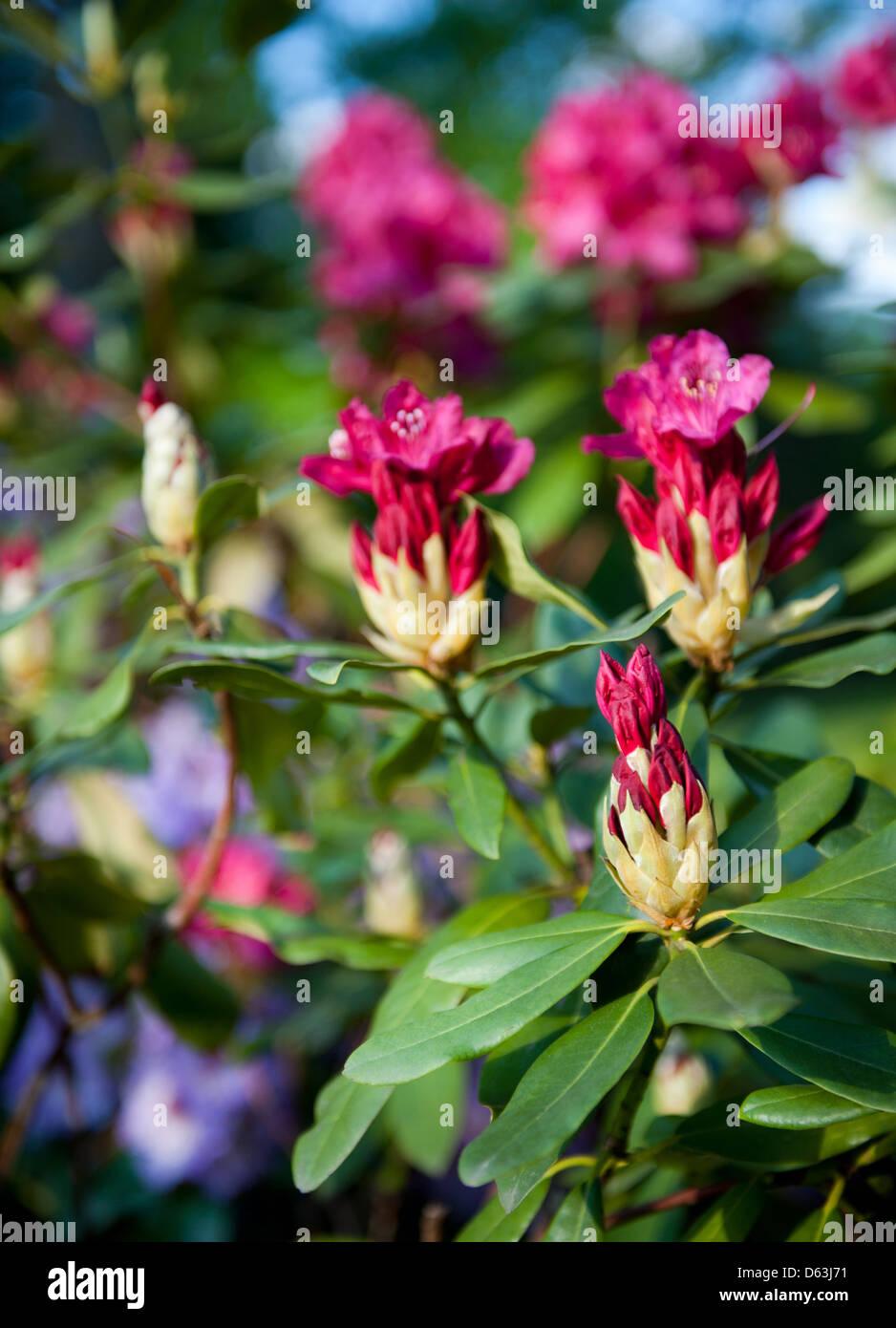 Rhododendron or Azalea buds bright pink Stock Photo
