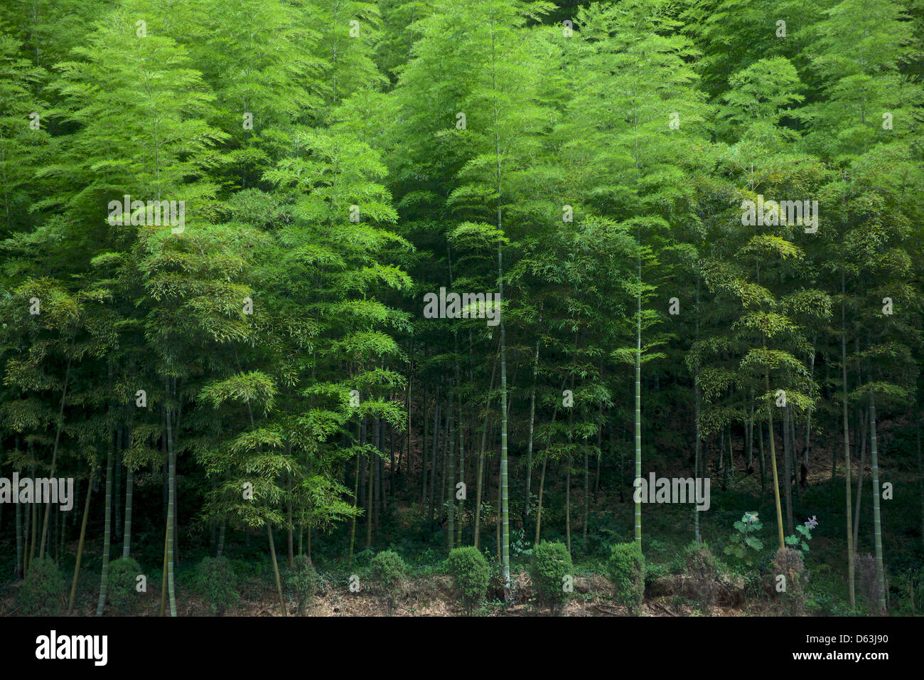 Bamboo forest in Anji. Anji county is well known for its bamboo, containing 60,000 hectares of bamboo groves Stock Photo