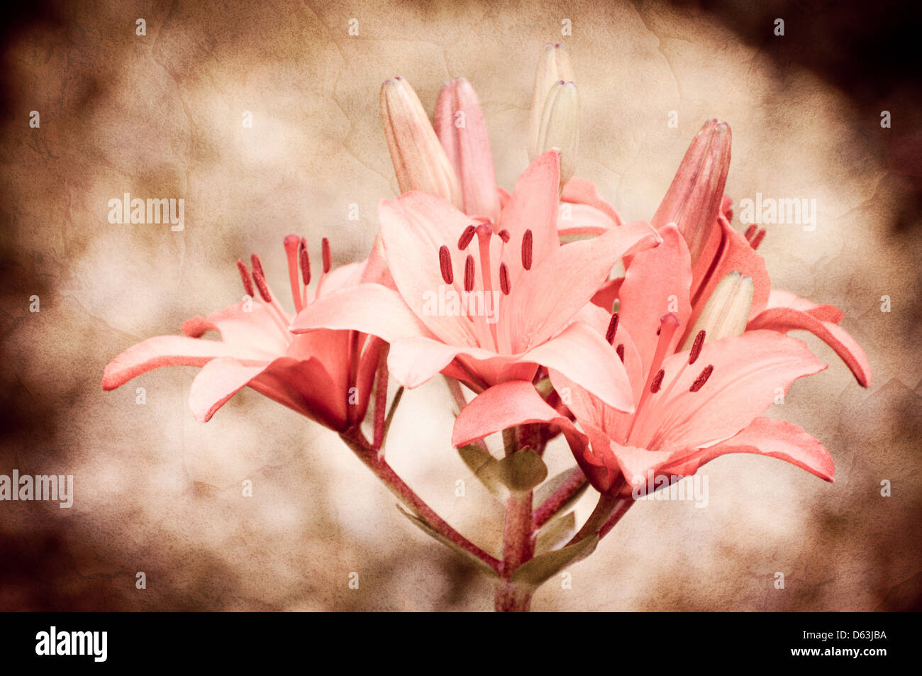 Flowering Lilium plant sepia toned image Stock Photo