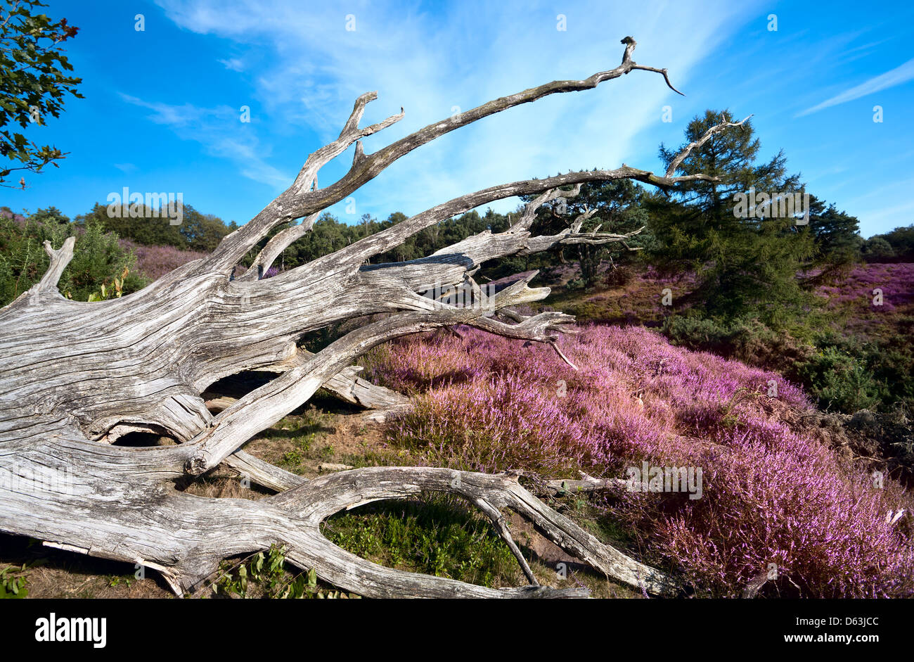 old dry tree among pink flowering heather Stock Photo