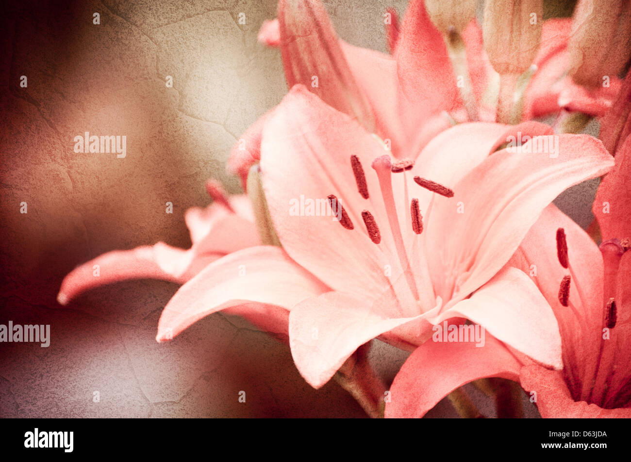 Flowering Lilium or Lily plant textured Stock Photo
