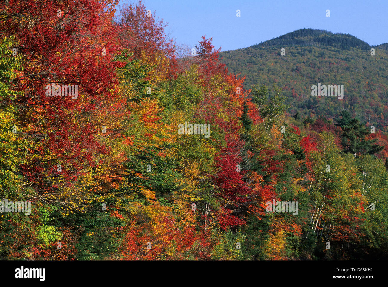 Elk281-1598 New Hampshire, White Mtns, Kancamagus Highway, autumn foliage Stock Photo