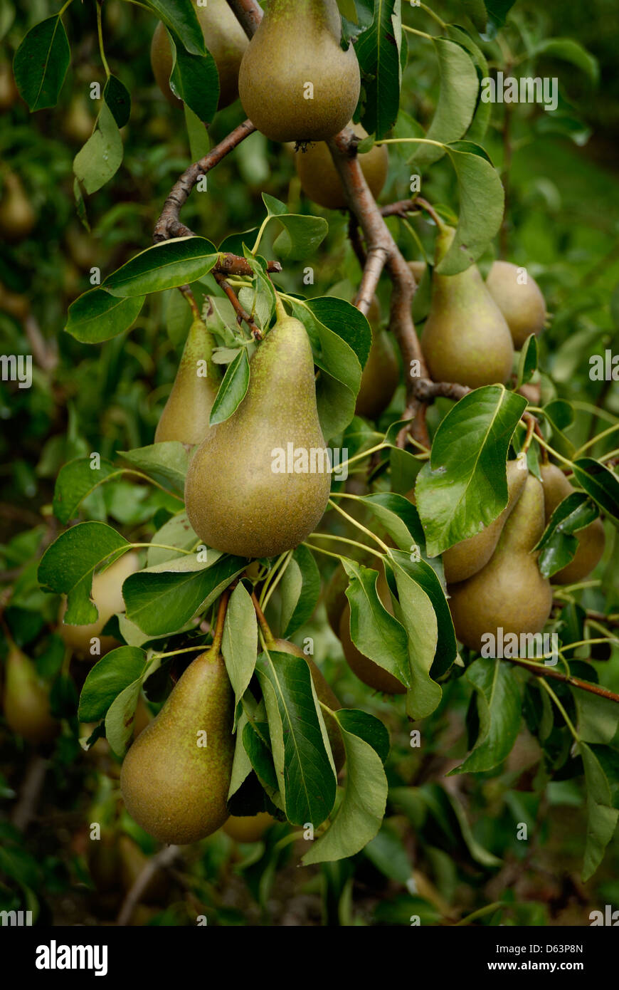 Pears green fruit trees juicy fresh uk hires stock photography and