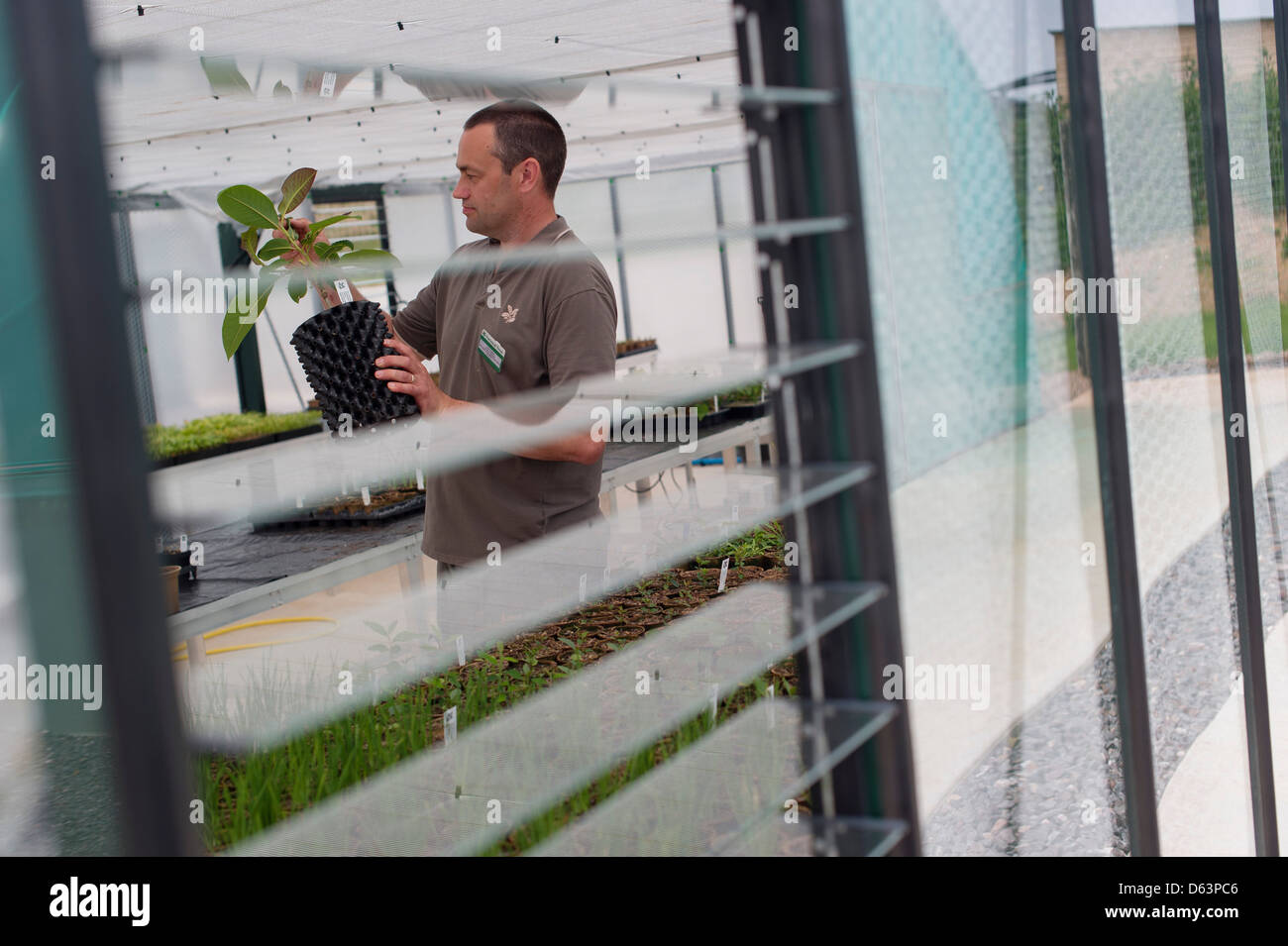 A man working in a green house, in a plant nursery gardening Stock Photo