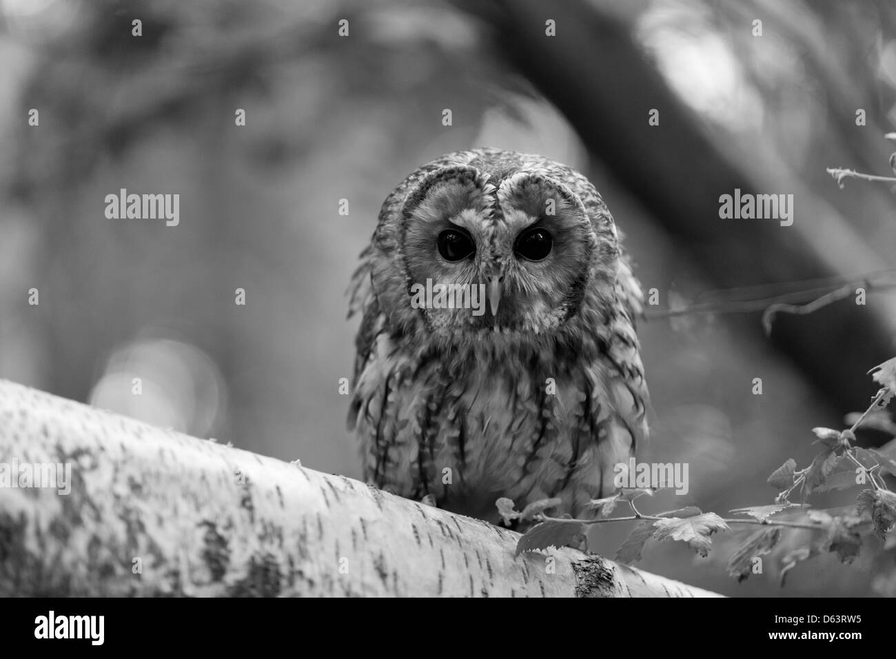 Black and white photo of a tawny owl sitting on a silver birch branch with out of focus trees Stock Photo