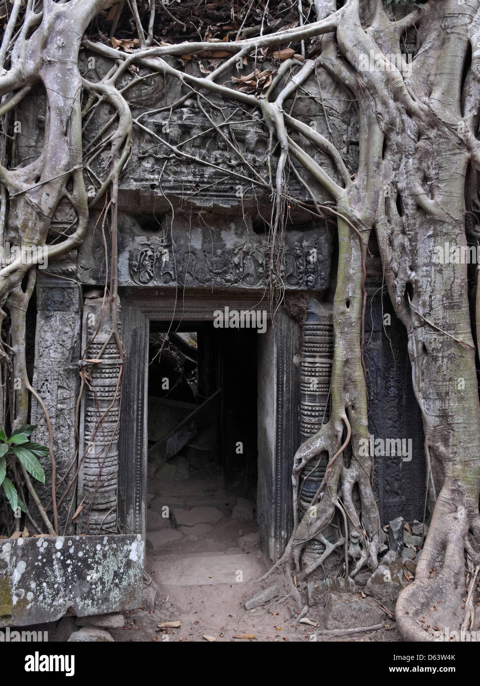 The temple of Ta Prohm, Angkor, Siem Reap Province, Cambodia. Stock Photo