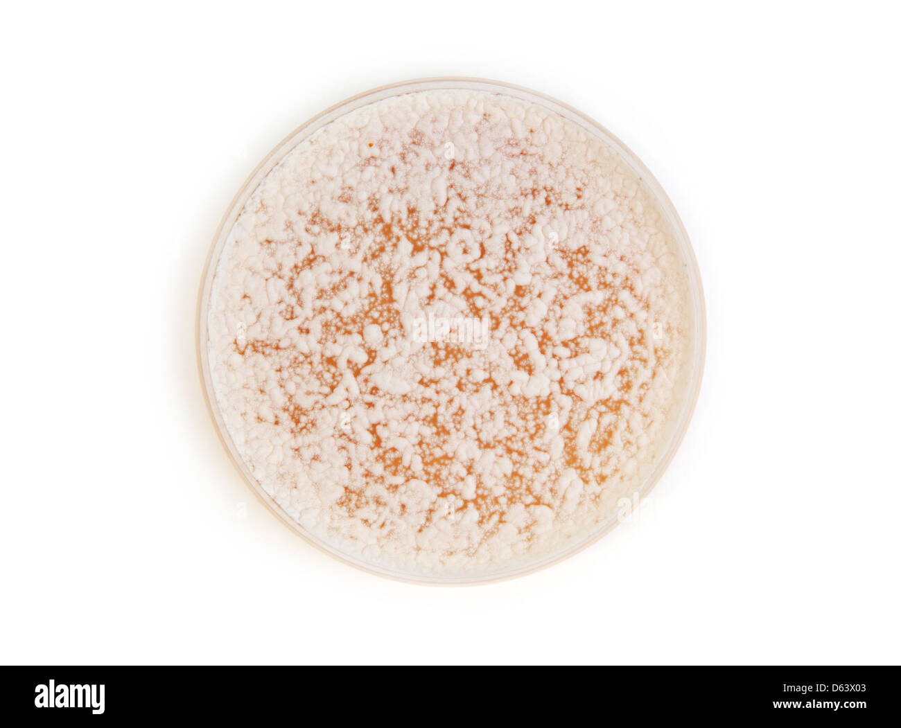 fungi on agar plate Stock Photo Alamy