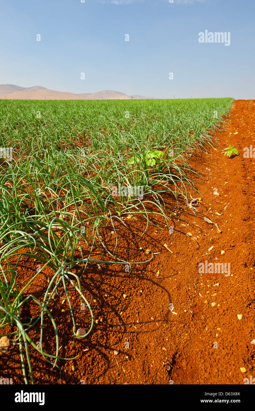 Onion shoot in growth hi-res stock photography and images - Alamy