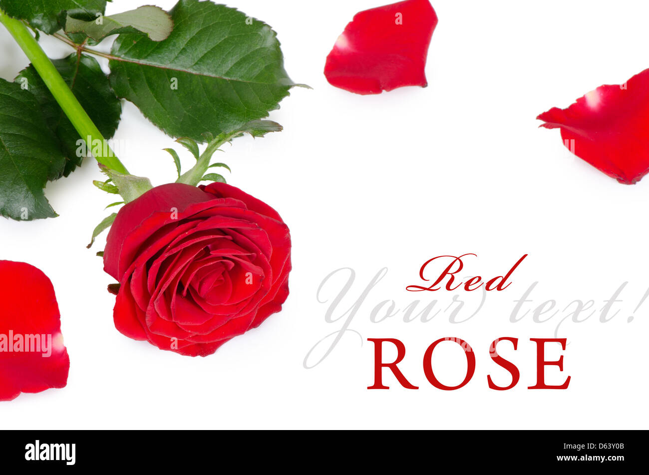 The red roses isolated on white background Stock Photo