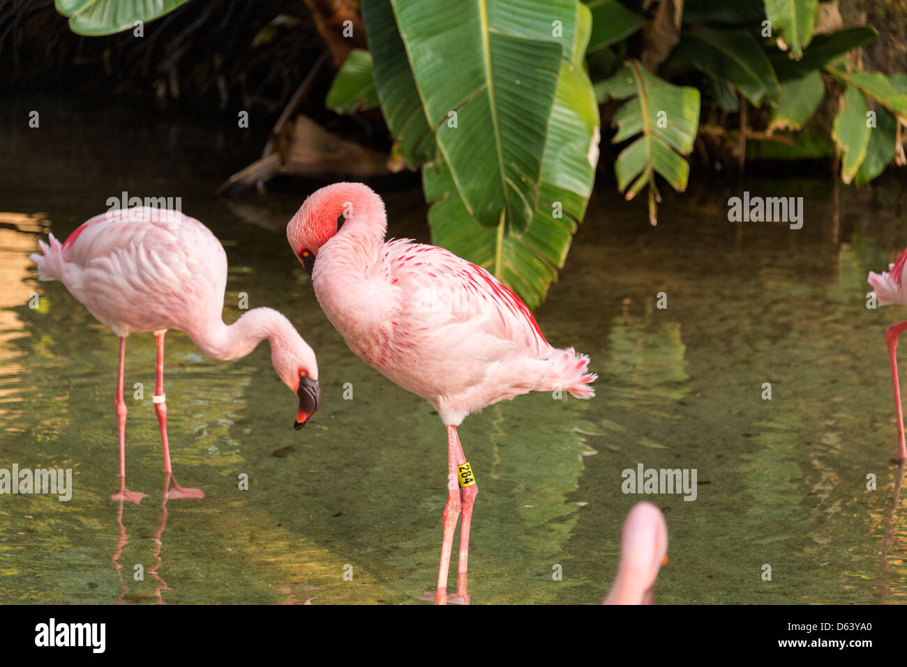 Lesser Flamingo Stock Photo