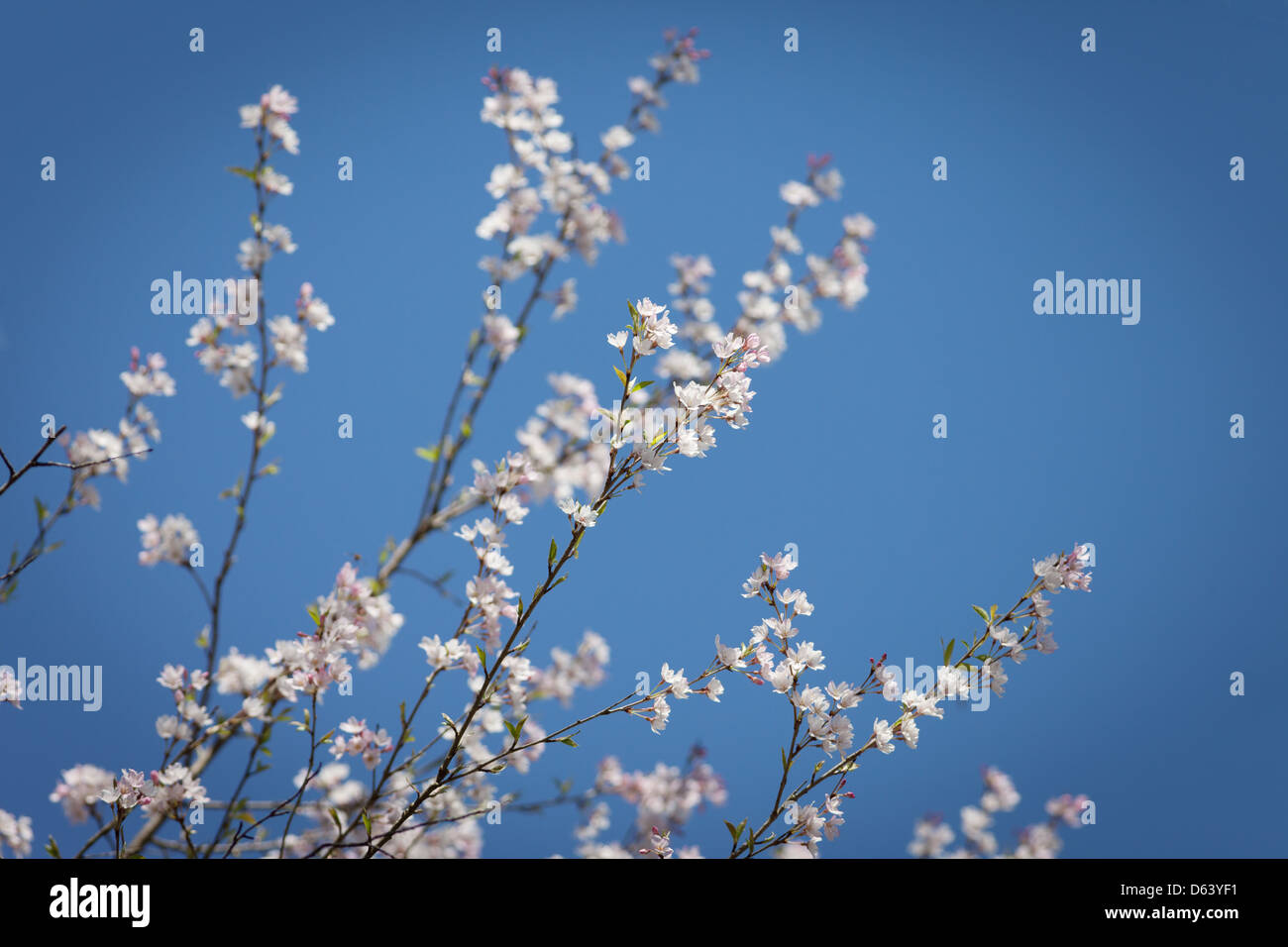 Cherry blossoms against a blue sky Stock Photo - Alamy