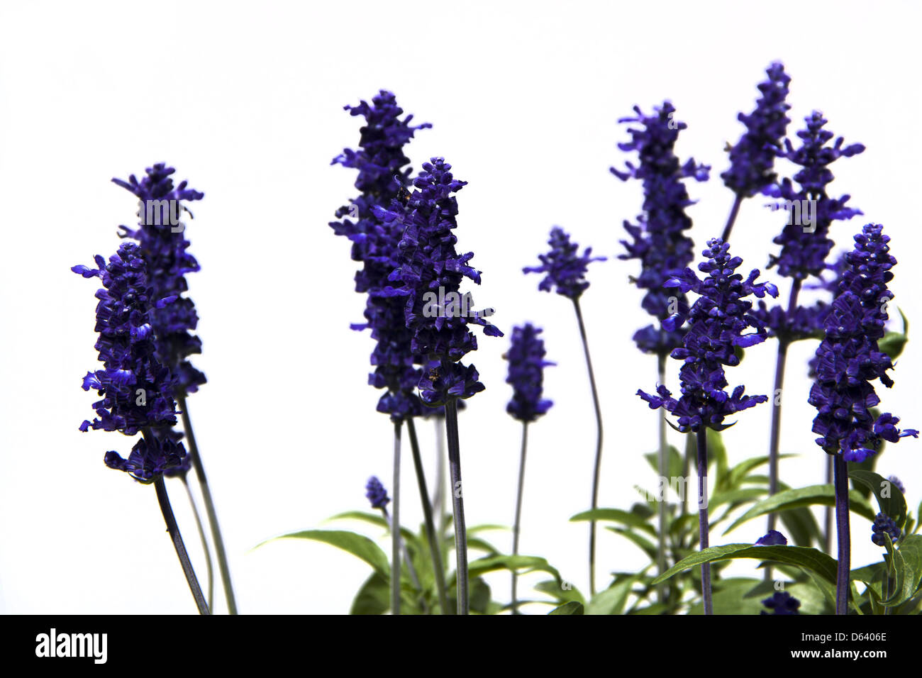 lavendula Stock Photo