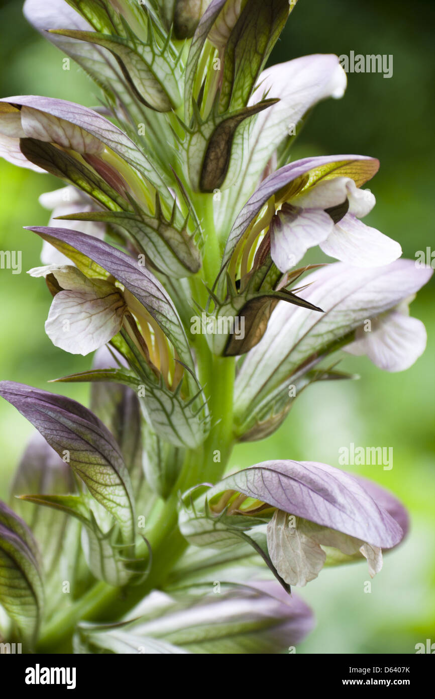 Acanthus balcanicus hires stock photography and images Alamy