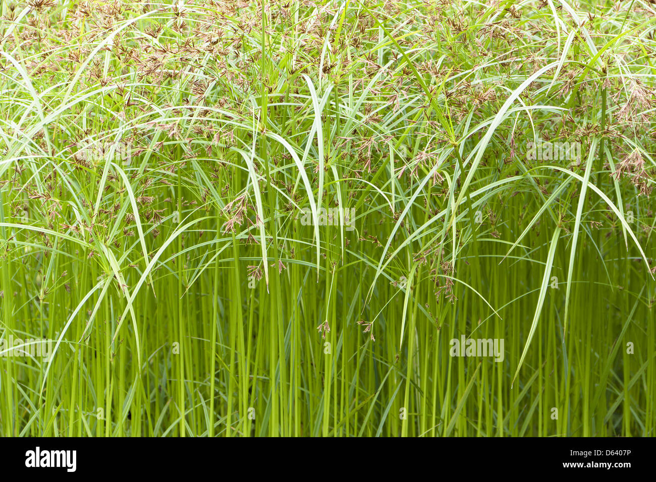 cyperus Stock Photo Alamy