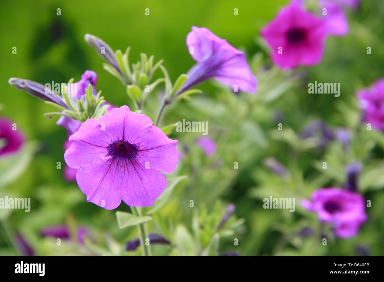 pink flower Stock Photo