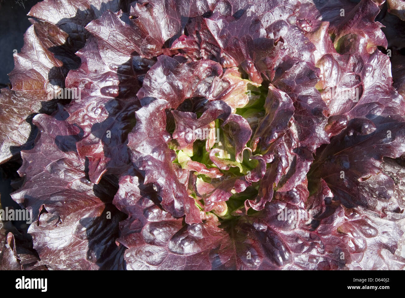 head of lettuce Stock Photo Alamy