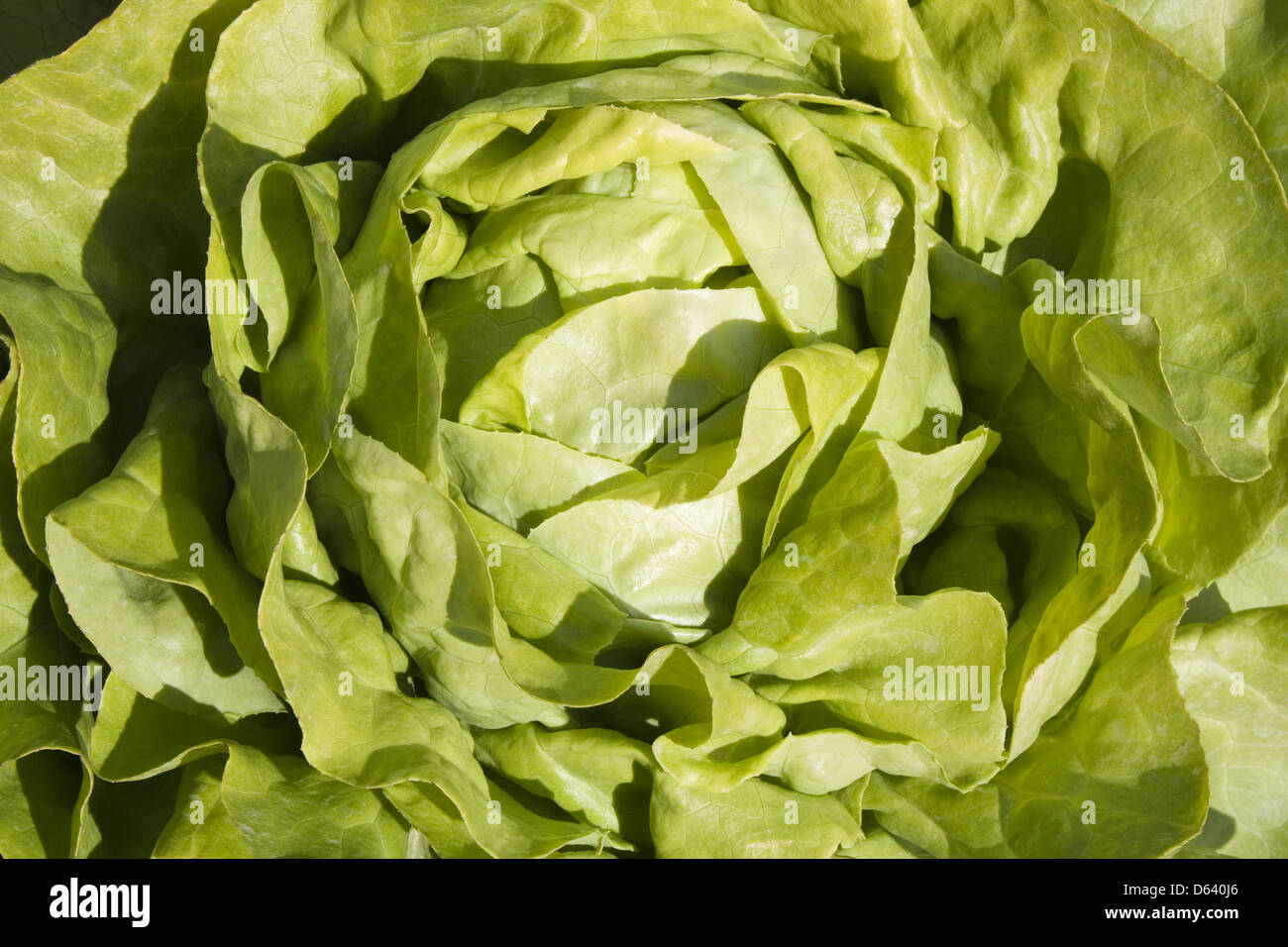 head of lettuce Stock Photo Alamy
