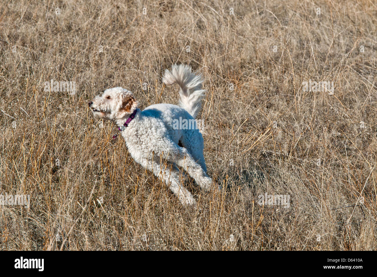 Goldendoodle (cross between a golden retriever and a standard poodle) running Stock Photo