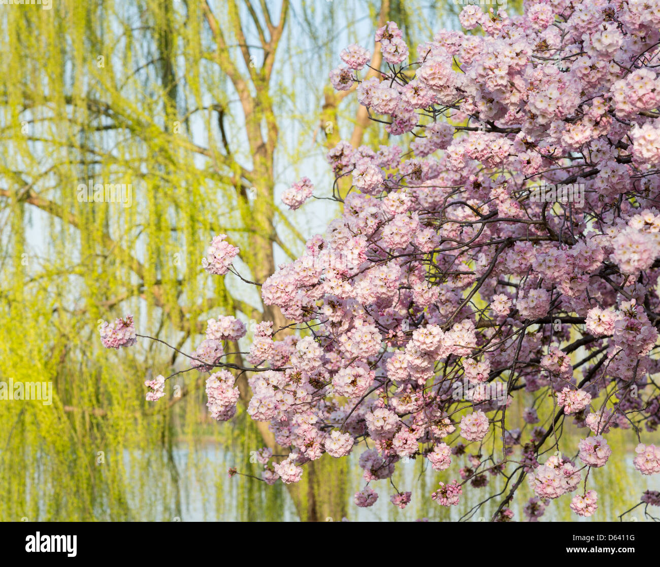 Flowering Japanese cherry blossom tree in front of weeping willow by side of Potomac river in Washington DC Stock Photo