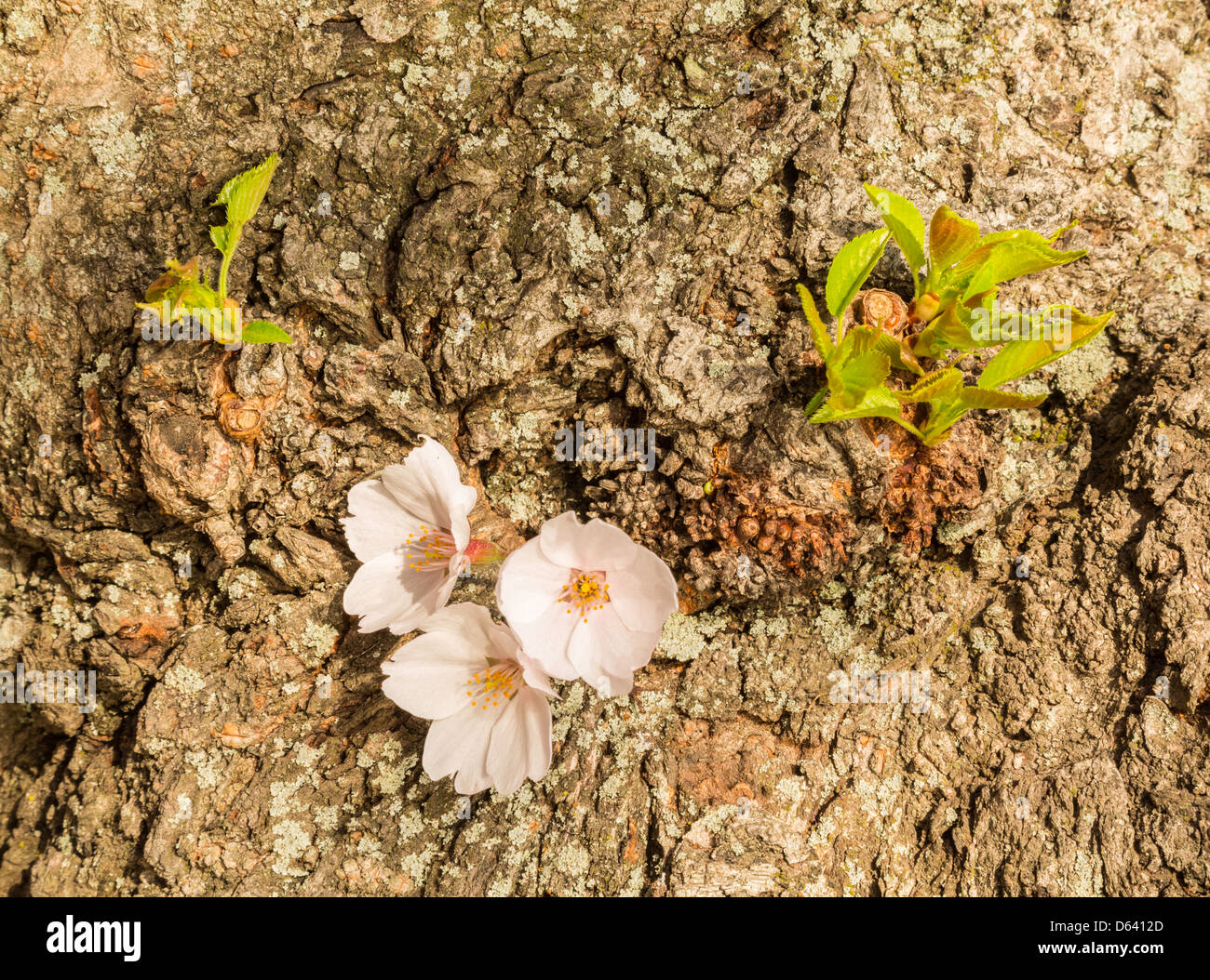 Detailed macro photo of a bunch of bright japanese cherry blossom flowers set against the gnarled trunk bark of the tree Stock Photo